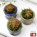（盆栽）苔盆栽　豆鉢　Ver．おまかせモウセンゴケ（1鉢）食虫盆栽