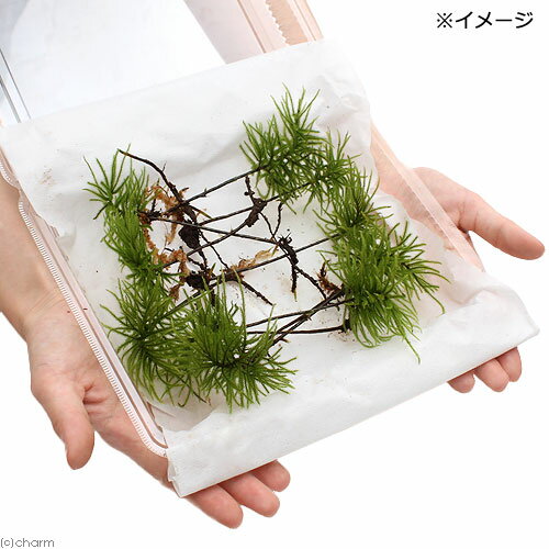（観葉植物）テラリウム　苔　コウヤノマンネングサ（無農薬）（10本）