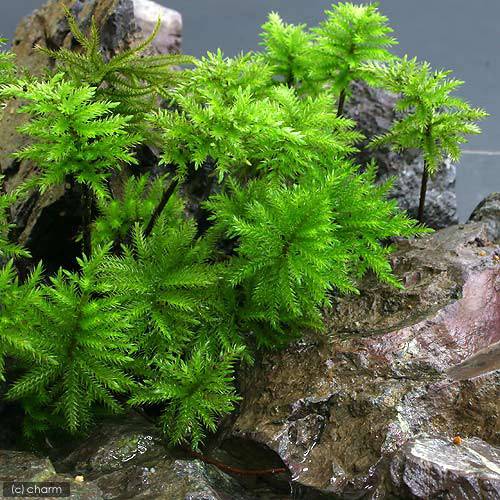 �ʥƥ�ꥦ����ݡ�������Υޥ�ͥ󥰥���̵�����ˡ�10�ܡ�