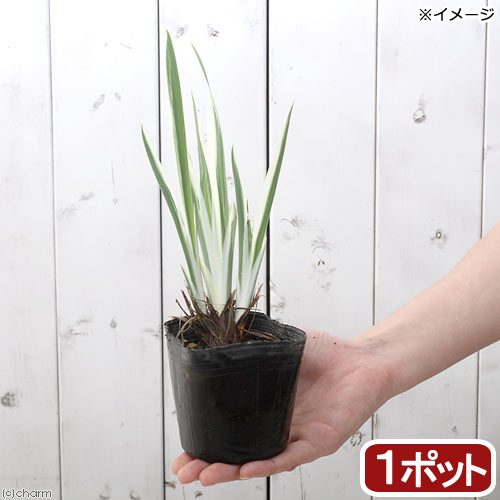 （ビオトープ）水辺植物　花菖蒲　斑入りハナショウブ（1ポット）　湿性植物