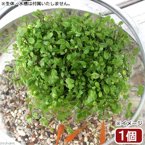 （水草）水辺植物　★育成済★　メダカが喜ぶ浮き島仕立て！～前景草ミックス～　浮き島　産卵　隠れ家（水上葉）（1個）