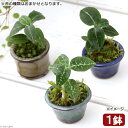 （山野草）盆栽 苔盆栽 豆鉢 Ver．ミヤマウズラ（1鉢）【HLS_DU】