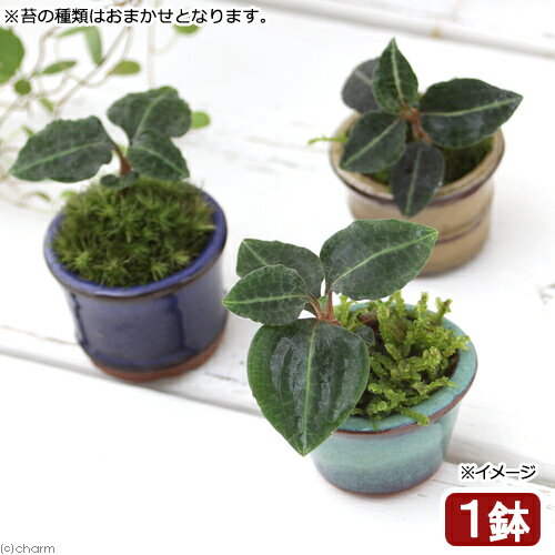 （山野草）盆栽　豆鉢　苔盆栽　Ver．ベニシュスラン（1鉢）