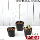 (山野草)おまかせ山菜苗3種セット 2.5~4号 山菜 家庭菜園