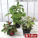 (山野草)盆栽 おまかせ 縁起木3種セット 2.5〜4号