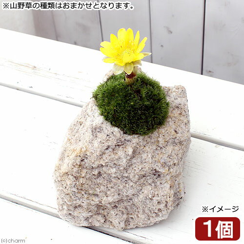 （山野草）苔盆栽　抗火石鉢植え　春の山野草　品種おまかせ　（1鉢）【HLS_DU】