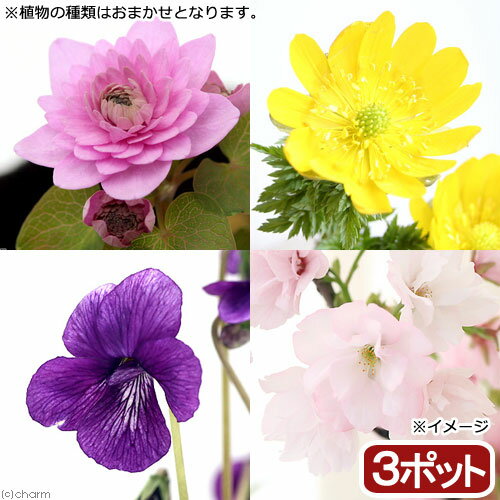 楽天charm 楽天市場店（山野草）春の植物　品種おまかせ（3ポット）【HLS_DU】