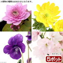 (山野草)春の植物 品種おまかせ(5ポット)