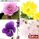 （山野草）春の植物 品種おまかせ（5ポット）【HLS_DU】