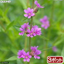 (山野草)エゾミソハギ(精霊花)(3ポット)
