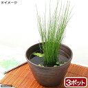 (ビオトープ)水生植物 ミズトクサ(3ポット) 抽水植物