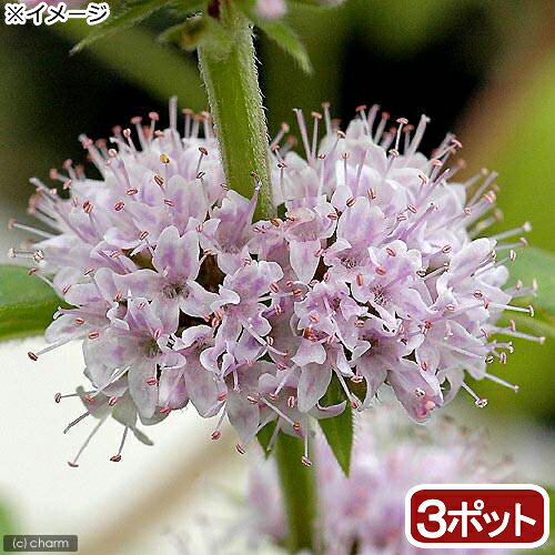 ニホンハッカ 日本薄荷 の花言葉と誕生花 花の持つ言葉