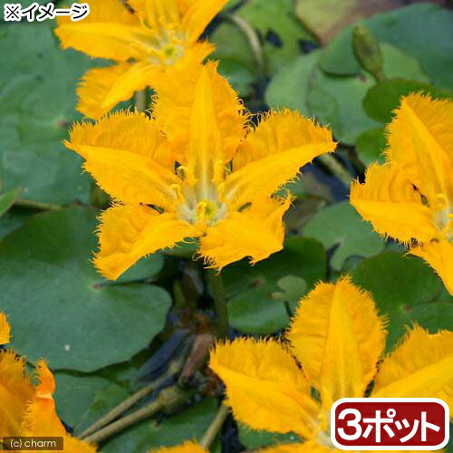 （ビオトープ）水辺植物　アサザ　夕日（3ポット）浮葉植物【HLS_DU】