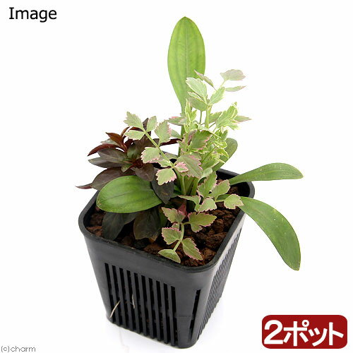 （ビオトープ／水辺植物）メダカが喜ぶ水辺植物！産卵・冬眠用寄せ植え　3号（ 2ポットセット）水質浄化