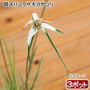 (山野草)斑入りシラサギカヤツリ(白鷺蚊帳釣り)(3ポット)