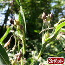 (ビオトープ)水生植物 ジュズダマの苗 3号(3ポット) 湿性植物