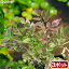 (ビオトープ)水辺植物 アケボノセリ(3ポット分) 湿生植物