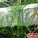 (ビオトープ)水生植物 ミニシペルス(3ポット) 湿生植物