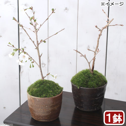 （山野草）苔盆栽　サクラ（桜）富士桜　穴有益子焼植木鉢（還元