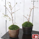 （山野草）苔盆栽 サクラ（桜）富士桜 穴有益子焼植木鉢（炭化）（1鉢）【HLS_DU】