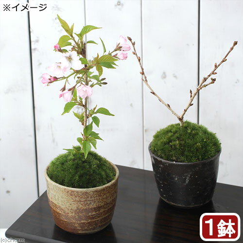 （山野草）苔盆栽　サクラ（桜）御