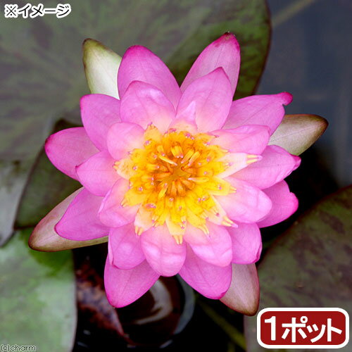 樂天商城 - （ビオトープ）睡蓮　温帯性睡蓮（スイレン）（紫）サイアムパープル2　（1ポット）