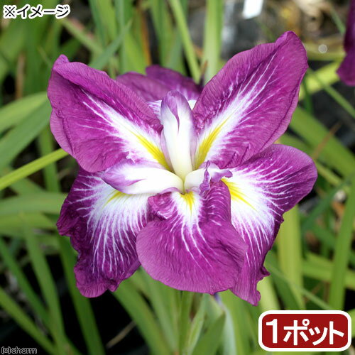 （ビオトープ）水辺植物　花菖蒲　登竜門（トウリュウモン）肥後系濃紅紫六英花（1ポット）