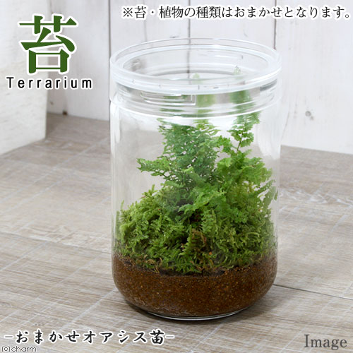 苔Terrarium おまかせオアシス苗 ガラスボトルL 説明書付