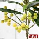 (山野草)盆栽 百両 カラタチバナ(唐橘)白実 3.5号(1ポット)