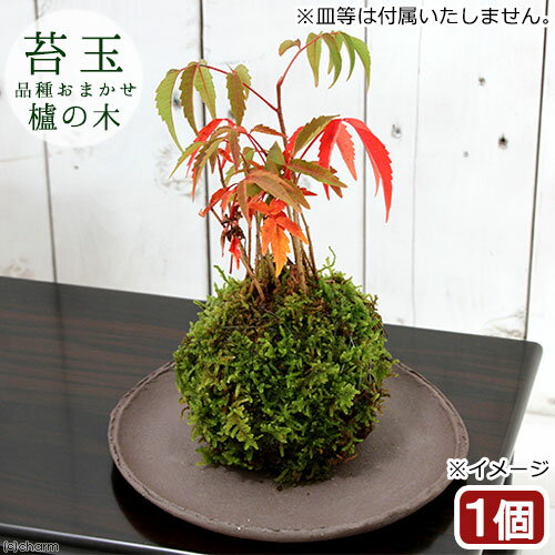 （盆栽）苔玉　ハゼノキ（櫨の木）（1個）　観葉植物　コケ玉