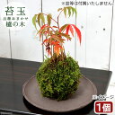 (盆栽)苔玉 ハゼノキ(櫨の木)(1個) 観葉植物 コケ玉