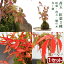 （盆栽）苔玉　紅葉植物3種　モミジ・ナンテン・ハゼノキ（1セット）　観葉植物　コケ玉【HLS_DU】