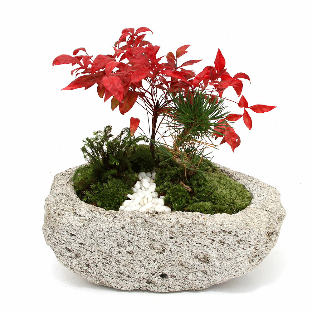 楽天市場】石鉢(盆栽|花・観葉植物):花・ガーデン・DIYの通販 楽天市場】石鉢(盆栽|花・観葉植物):花・ガーデン・DIYの通販