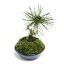 (山野草)苔盆栽 ミカワクロマツ(三河黒松) 平小鉢植え 鉢色おまかせ(1鉢) (休眠株)