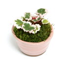 (山野草)苔盆栽 斑入りユキノシタ(御所車) ミニ小鉢植え 鉢色おまかせ(1鉢)