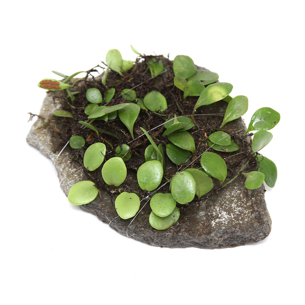 （テラリウム）苔　テラ向け　マメヅタ付き輝板石　10cm前後（1個）