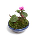 （山野草）苔盆栽 原種シクラメン コウム 平小鉢植え 鉢色おまかせ（1鉢）【HLS_DU】