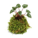 (盆栽)苔玉 原種シクラメン 品種おまかせ(1個)(休眠状態) 観葉植物 コケ玉