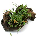 (観葉植物)苔 テラ向け マメヅタ付き流木 Lサイズ 25cm前後(3本)