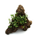 (観葉植物)苔 テラ向け マメヅタ付き流木 Mサイズ 20cm前後(3本)