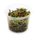 （観葉植物）苔　カップ売り　国産　生ミズゴケ（生水苔）　（1カップ）【HLS_DU】