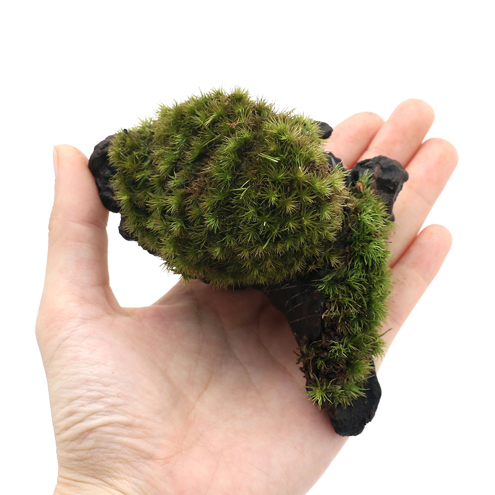 �ʥƥ�ꥦ����ݡ��ƥ��������ޥ�����ή�ڡ��ߥ˥�������7cm���١ˡ�1�ܡ�