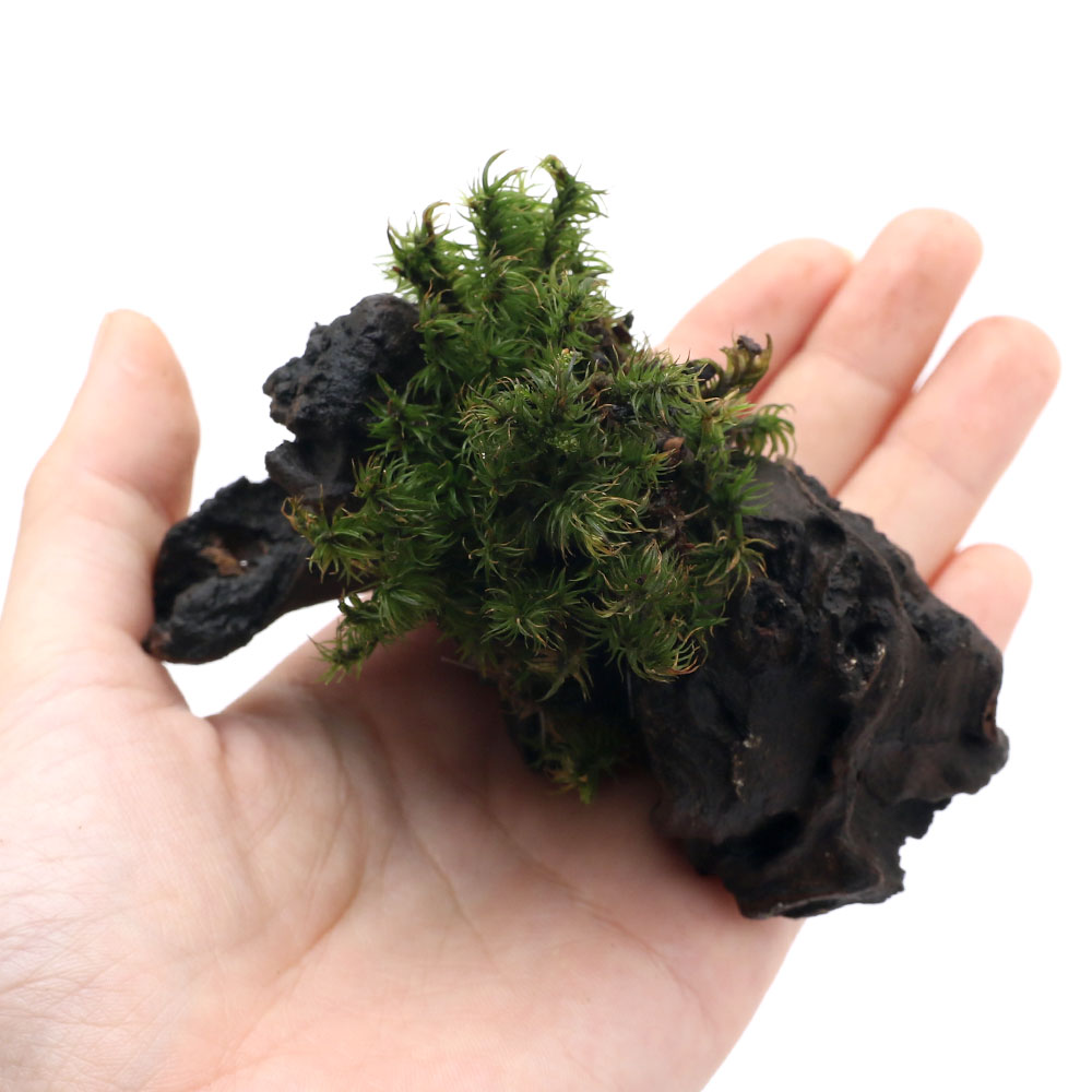 �ʥƥ�ꥦ����ݡ��ƥ���������åݥ�����ή�ڡ��ߥ˥�������7cm���١ˡ�3�ܡ�