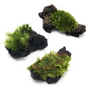 (テラリウム)苔 テラ向け ミニ流木3種セット(7cm程度)〜ヤマゴケ・ハイゴケ・シッポゴケ〜 北海道航空便要保温