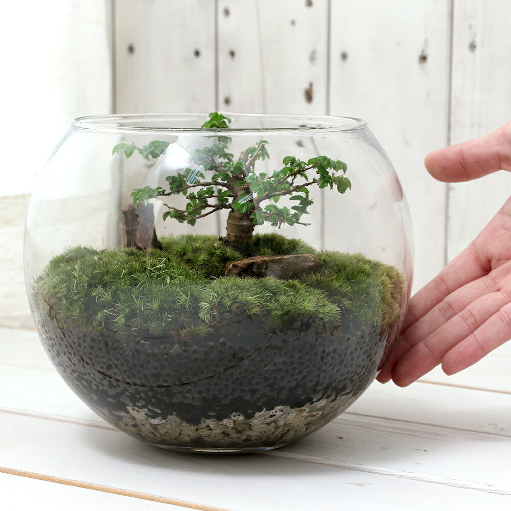 �ʴ��տ�ʪ���ݥƥ�ꥦ�ࡡ�·ʥ쥤�����ȥ��åȡ������������������ա������ƥ�ꥦ�ࡡ�ݥƥ顡�����ƥ顡�ݡ�����ƥꥢ