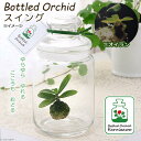 (観葉植物)洋ラン ボトルドオーキッド スイング ニオイラン(ハラエラ レトロカーラ)1個 ギフト インテリア ガラスボトル テラリウム