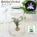 (観葉植物)洋ラン ボトルドオーキッド(スイング)セラトスティリス・フィリピネンセ 1個 インテリア ガラスボトル テラリウム