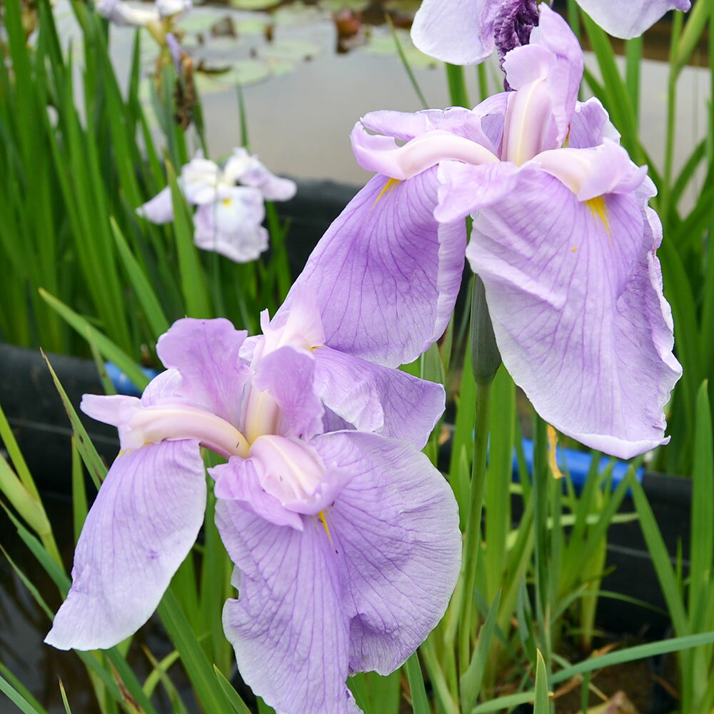 （ビオトープ）水辺植物　花菖蒲　安濃乙女（アノウオトメ）伊勢系桃色三英花垂れ咲き（1ポット）