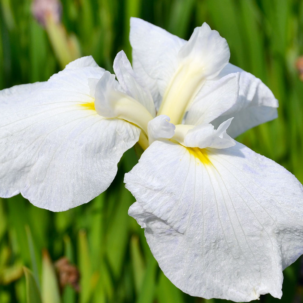 （ビオトープ）水辺植物　花菖蒲　水涼花（スイリョウカ）伊勢系白地花弁薄青紫覆輪三英花（1ポット）