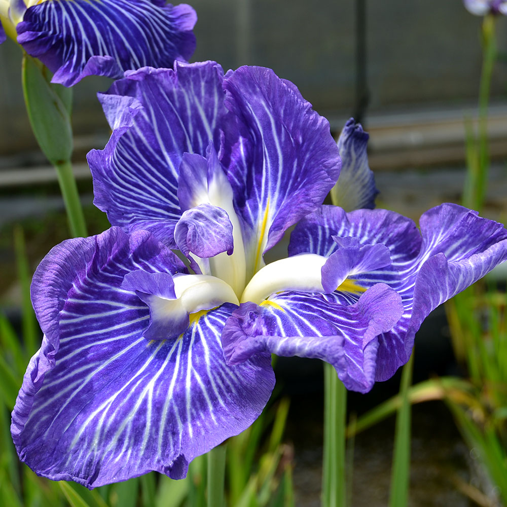 （ビオトープ）水辺植物　花菖蒲　潮流（チョウリュウ）江戸系コバルトブルーに白筋入三英大輪花（1ポット）